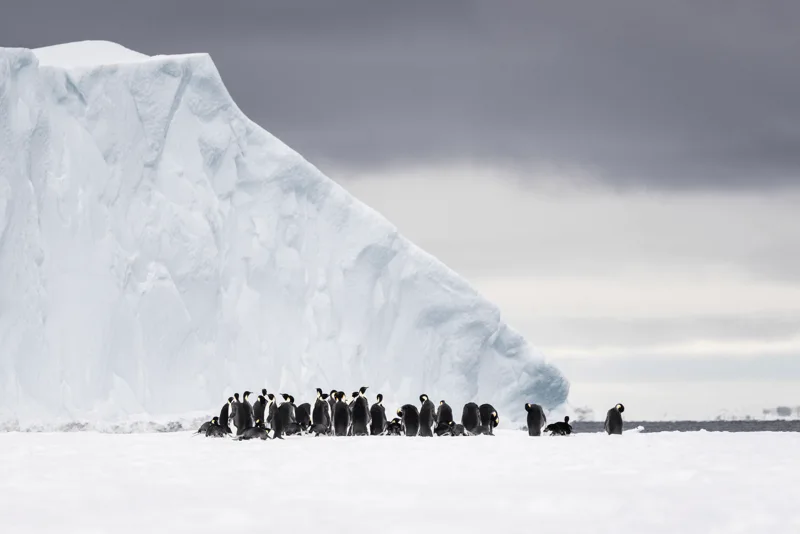 Colonie de manchots devant un iceberg en Antarctique