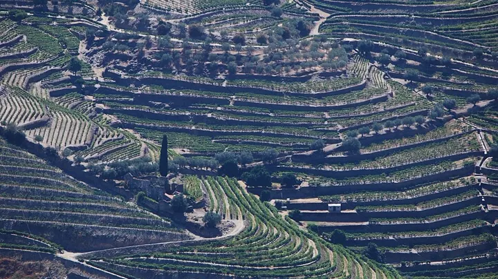 Vignobles en terrasses de la vallée du Douro